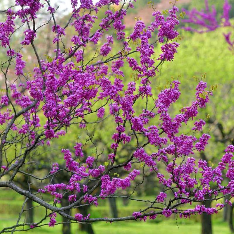 Eastern Redbud Tree Live Plant, 7" to 12" Tall, Red Bud Tree Plants Live, Purple Lavender Blooms Color, Zones 4 to 9, Cold Hardy, Dormant