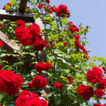 Red Rose Live Plant, 6 Months Old Starter, Fragrant Red Climbing Roses for Planting Outdoor, No Pot