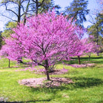 Eastern Redbud Tree Live Plant Dormant, 6 to 13 Inch Tall, Red Bud Tree Plants Live, Purple Lavender Redbud Blooms Color