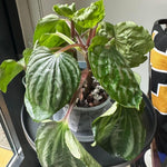 Live Green Peperomia Plant, 3-6 Inches Tall Plant, Live Peperomia Succulents Plants Houseplants, Maintenance Houseplant for Home Decoration