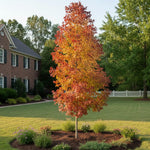 Pack of 2 Willow Oak Tree Live Plants, Hardy Leaf Oak Plant, 12 to 18 Inches Height, Outdoor Growing, Dormant Tree