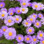 Set 2 Purple Aster Live Plants, Aster Flowering Plant for Planting, 4 to 6 Inch Tall