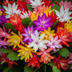 Single Random Christmas Cactus Plants Live or Thanksgiving Cactus Plant Like, Well-Rooted Cold Hardy, Holiday Cactus for Indoor Outdoor Planting, 4-8 Inc Tall, Starter Tree