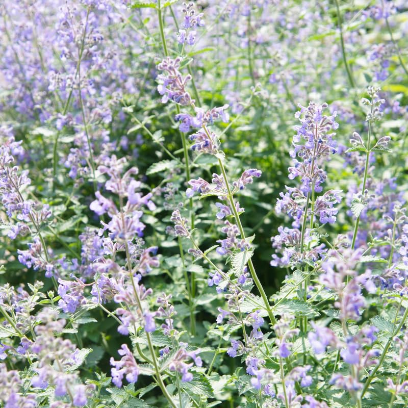 Pack 3 Catnip Plants, Perennial Catnip Plant, 3 to 6 Inch Tall, Herb Starter Plants for Outdoor Indoor Garden
