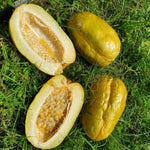 Giant Passion Fruit Plant Live, Tropical Fruit Vine for Planting, 5-10" Tall, Sweet Edible Fruits