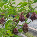 Pack 2 Pepper Plants, Hot Chili Pepper Live Plants for Growing, 80 Days Old Plants (Carolina Chocolate Reaper)