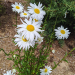 2 White Yellow Daisy Plants Live, 4 to 6 Inc Tall, Daisy Flower Live Plants for Gardening