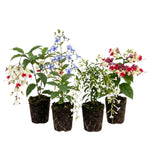 2 Clerodendrum Live Plants 4-7 Inches, Trailing Light Bulb Flowering Shrub, Indoor or Outdoor Ornamental (Random Clerodendrum)