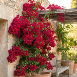 Set 2 Double Red Bougainvillea Live Plants 4-7 Inches Tall, Vibrant Bumgainvillea Flowering Vines for Garden, Patio Containers and Indoor Growing