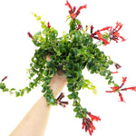 Pack 2 Twisted Lipstick Plants Live for Planting Indoor Outdoor in 3 Inches Pots, Curly Lipstick Live Plant Aeschynanthus