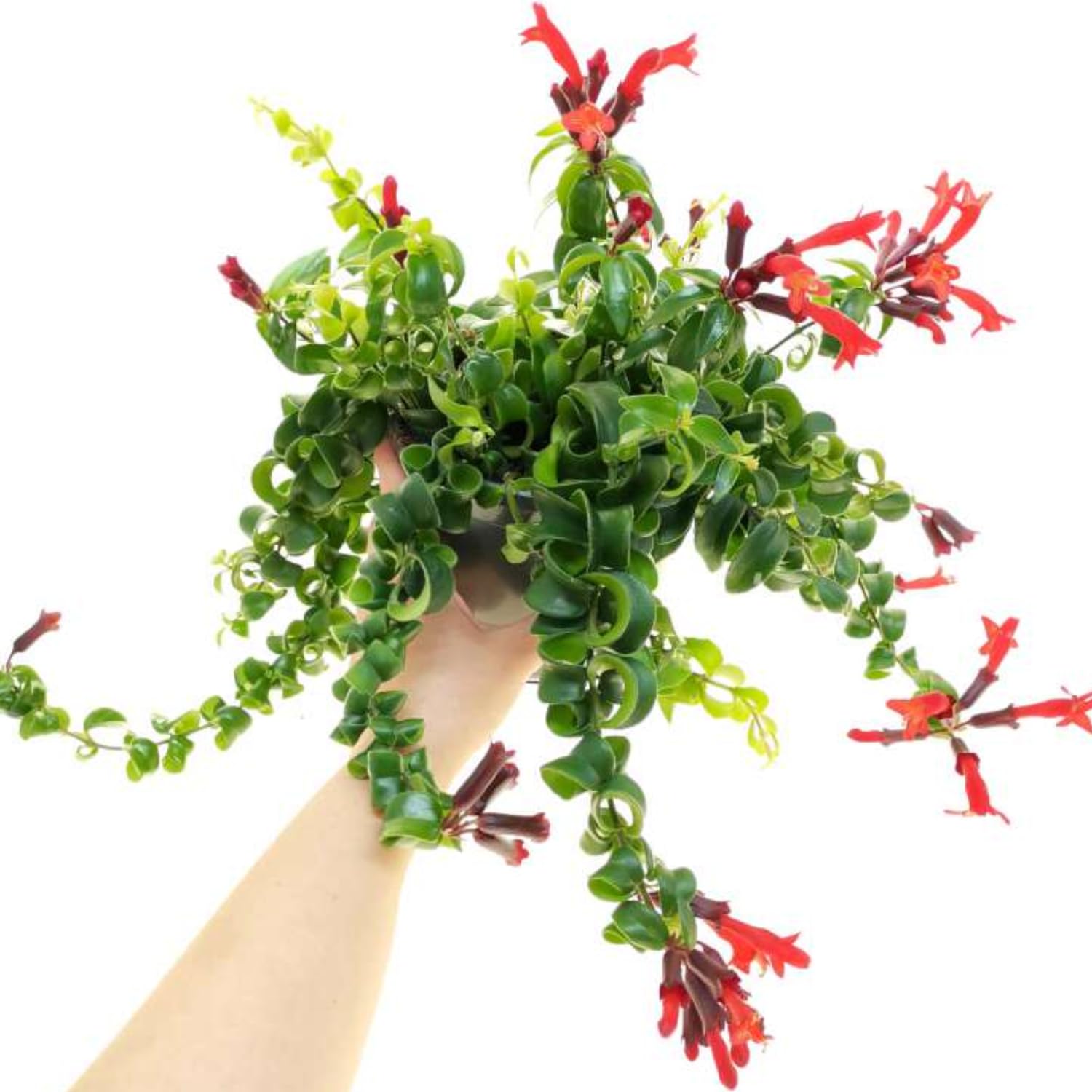 Pack 2 Twisted Lipstick Plants Live for Planting Indoor Outdoor in 3 Inches Pots, Curly Lipstick Live Plant Aeschynanthus