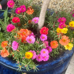 Mix Moss Rose Plants Live, Live Portulaca Plants, Well Rooted from 4 to 8 Inches Tall, Vibrant Flowers for Ground Cover and Garden Beds