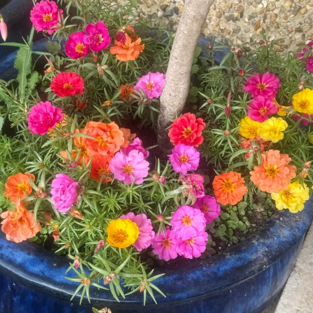 Mix Moss Rose Plants Live, Live Portulaca Plants, Well Rooted from 4 to 8 Inches Tall, Vibrant Flowers for Ground Cover and Garden Beds