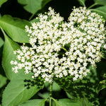 Set of 10 Elderberry Cuttings for Planting, Black Elderberry Fruit Plants, 6–8 Inches Long for Outdoor Growing