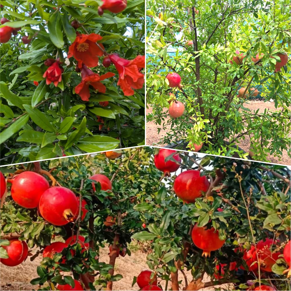 Pomegranate Tree Live Plant, 5 to 7 Inc Tall Seedling, Pomegranate Plant for Gardening