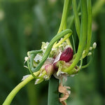 Set 30 Egyptian Walking Onions Bulbs, Large Egyptian Walking Onions Bulbs for Planting, Heirloom Onion Bulb for Planting Outdoors Garden, Perennial and Easy to Plant