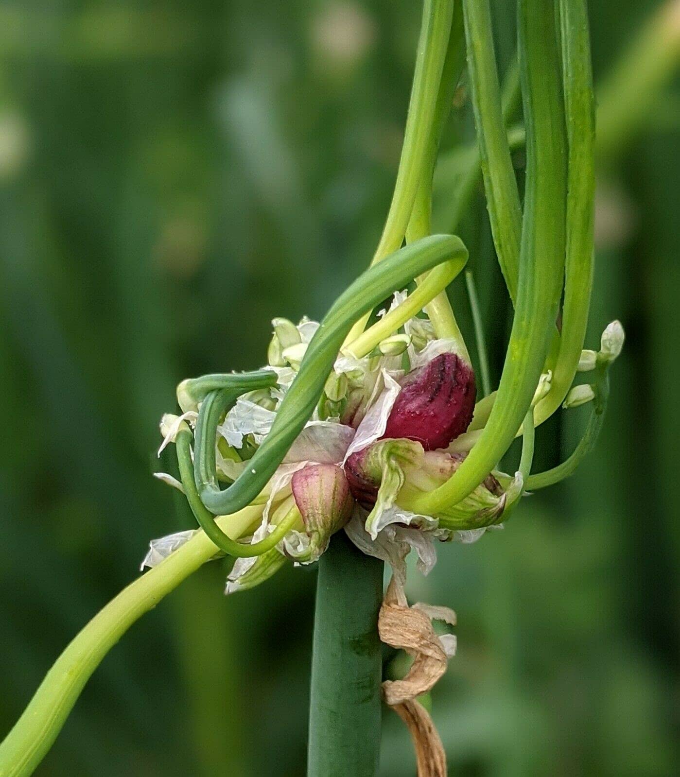 Set 30 Egyptian Walking Onions Bulbs, Large Egyptian Walking Onions Bulbs for Planting, Heirloom Onion Bulb for Planting Outdoors Garden, Perennial and Easy to Plant