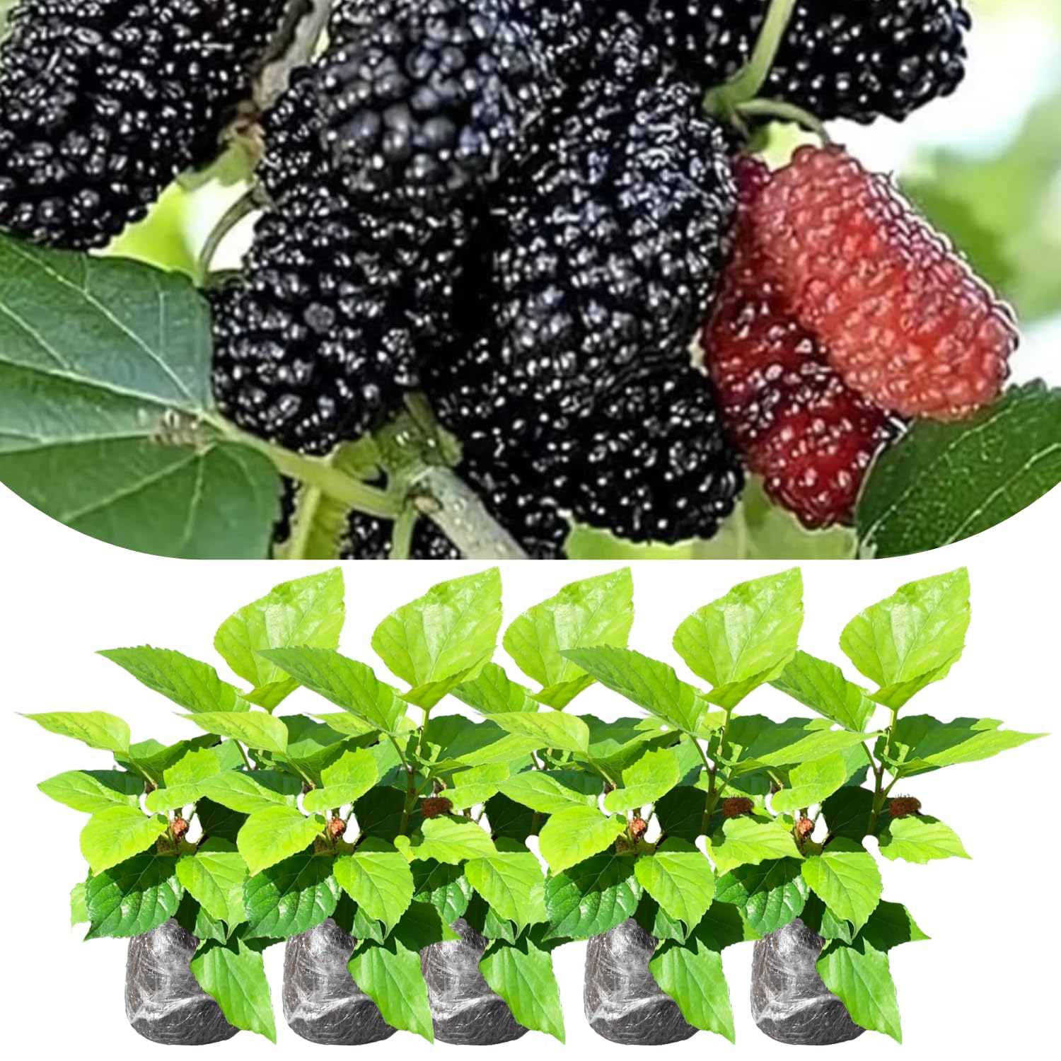 Mulberry Tree Live Plant, 5 to 8 Inch Tall, Sweet Mulberry Plant Live Seedling, No Pot, Edible Mulberries Fruit Tree Plant (Dwarf Everbearing Mulberry)