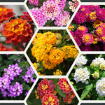 Pack 2 Lantana Live Plants for Planting, Hardy Perennial Lantana Bushes Well Rooted 4-7 Inches, Assorted Blooms (Assorted Flowers)