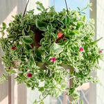 Variegated Baby Sun Rose Plant Live 4" Pot, Variegated Ice Succulent Plant for Indoor Outdoor Growing