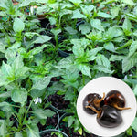 Pack 2 Cascabel Chillies Pepper Plants, Live Chocolate Cascabel Pepper Plants, 80 Days Old Plants in 4 in Pot