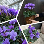 Cyclamen Plant Live in 4'' Pot, Vibrant Indoor Flowering Plants for Planting, Blooms Already, Indoor Outdoor Decoration (Purple Cyclamen)