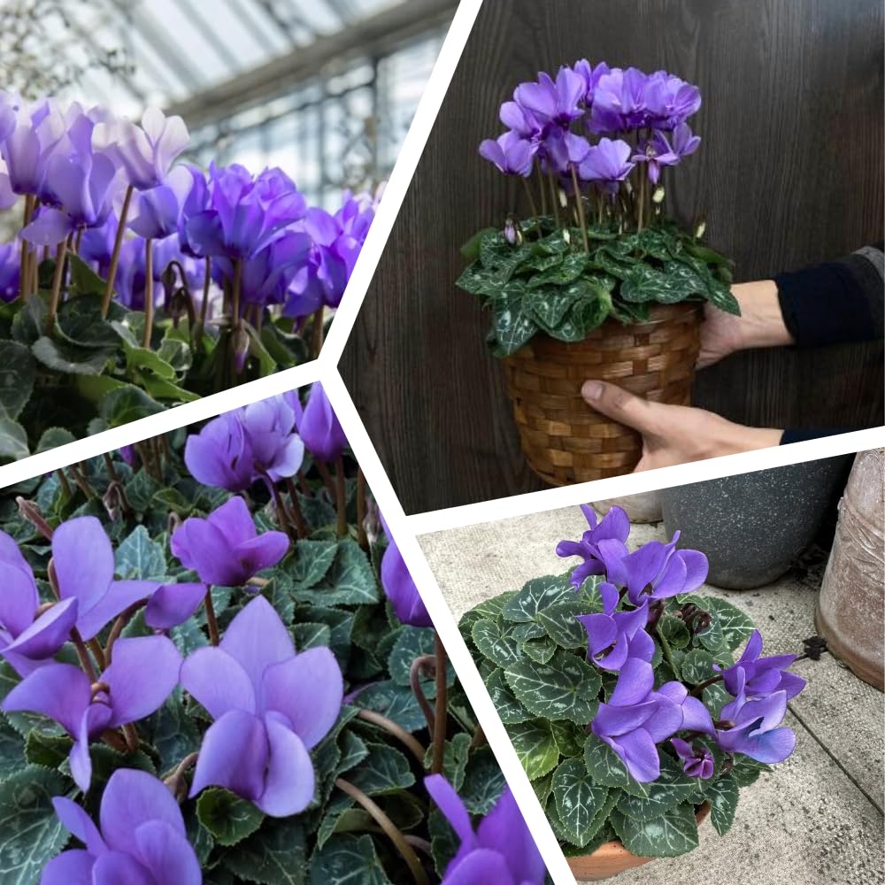 Cyclamen Plant Live in 4'' Pot, Vibrant Indoor Flowering Plants for Planting, Blooms Already, Indoor Outdoor Decoration (Purple Cyclamen)