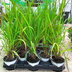 2 Lemongrass Live Plants, Well Rooted 8-10 Inch Tall, Fragrant Lemon Grass Herb for Growing in Container or Garden