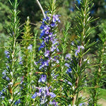 Rosemary Live Plant, 8 Months Old Rosemary Potted 6 to 8'' Tall, Fragrant Herb Plant for Outdoor Planting, 2 Plants per Pot