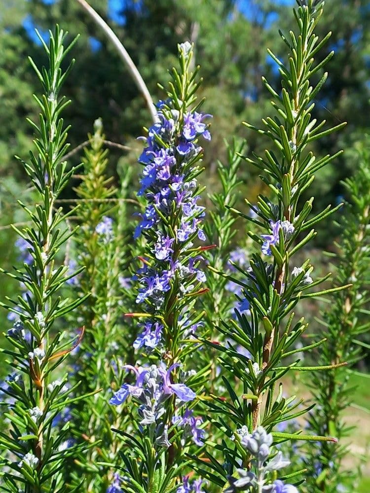 Rosemary Live Plant, 8 Months Old Rosemary Potted 6 to 8'' Tall, Fragrant Herb Plant for Outdoor Planting, 2 Plants per Pot