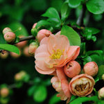 Flowering Quince Plant in 4'' Pot, 3–6 Inch Tall Chaenomeles Shrub, Spring Blooming Outdoor Plant, Easy Grow (Orange Quince)