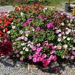 Set of 2 Impatiens Plants Live, 3-5" Tall Flowering Clumps, Random Color Impatiens Flowers Live Plants for Outdoor Garden, Patio, Containers
