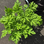 Set 2 Citronella Live Plants 4-7 Inches, Fragrant Citronella Geranium for Growing Outdoor Garden