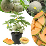 Sweet Melon Live Plant, 2 Plant Per Pot, 3–5 Inches Tall, Outdoor Melon Fruit Garden Starter Plant