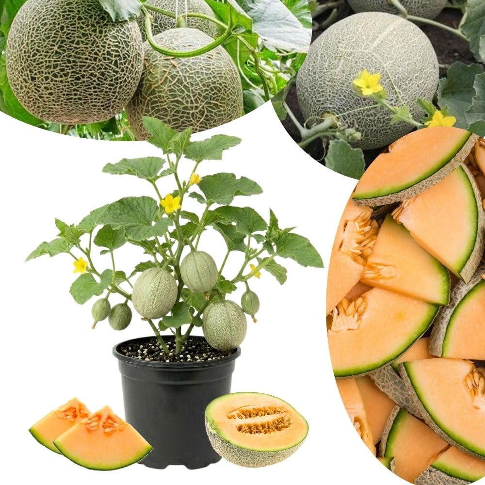 Sweet Melon Live Plant, 2 Plant Per Pot, 3–5 Inches Tall, Outdoor Melon Fruit Garden Starter Plant