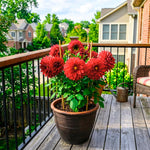 Red Dahlia Tuber, Vibrant Red Blooms, Summer Flowering Perennial, Dahlia Flowers for Indoor Outdoor Growing