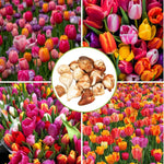25 Tulip Bulbs for Spring Planting, Mix Large Tulip Bulbs for Fall Planting, Flower Bulbs