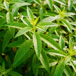 Lemon Verbena Plant Live, Lemon Verbena Plant, 2-5 Inc Tall, Green Foliage Herbs for Patio Containers and Outdoor Gardens