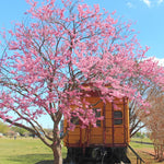 Red Bud Trees Live Plants, Eastern Redbud Tree Live Plant, 6 to 12 Inches Tall