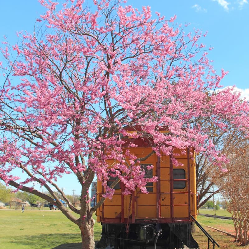 Red Bud Trees Live Plants, Eastern Redbud Tree Live Plant, 6 to 12 Inches Tall
