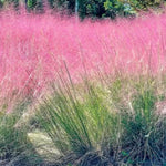 Set 2 Grass Plants Live for Planting, 5-9 Inch Tall, Ornamental Grasses Live Plants Perennial Grass, Well-Rooted (Pink Muhly Grass)