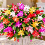 2PPP Random Christmas Cactus Live Plant, Holiday Flowering, 3 Inches Pot