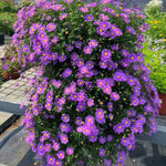 2 Aster Plants Live, Asters Perennial Live Plants, 5 to 7 Inc Tall, Flower Plant for Gardening (Purple)