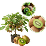 Female Kiwi Plants Live, Cold-Hardy Kiwi Berry Vines, Sweet Edible Well-Rooted 6-8 Inches, Fruit Trees Vines for Garden or Trellis
