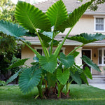 Combo 3 Green Jack Giant Colocasia Live Plants, Elephant Ear Esculenta Taro, 5 to 8" in Tall, Alocasia Live Plant for Planting, Live Houseplant Colocasia Plant