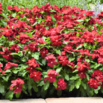 2 Red Vinca Plants Live Ground Cover, 3-6" Tall Trailing Vinca Flowers for Garden Beds, Pots, Outdoor Landscaping, in Pot