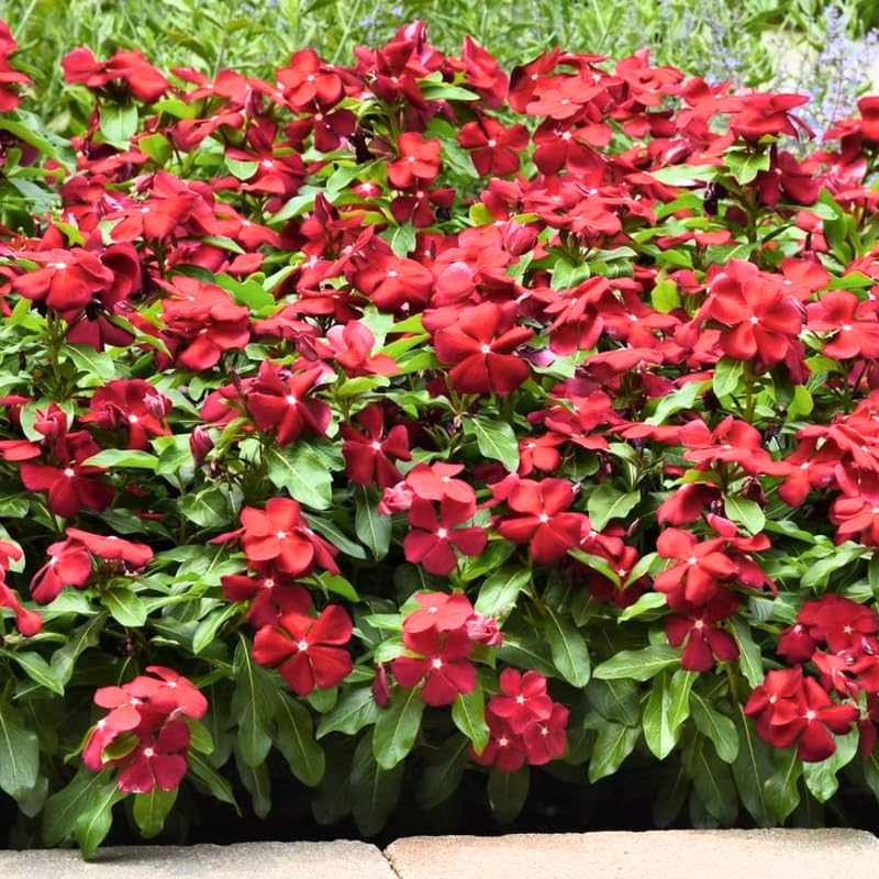 2 Red Vinca Plants Live Ground Cover, 3-6" Tall Trailing Vinca Flowers for Garden Beds, Pots, Outdoor Landscaping, in Pot