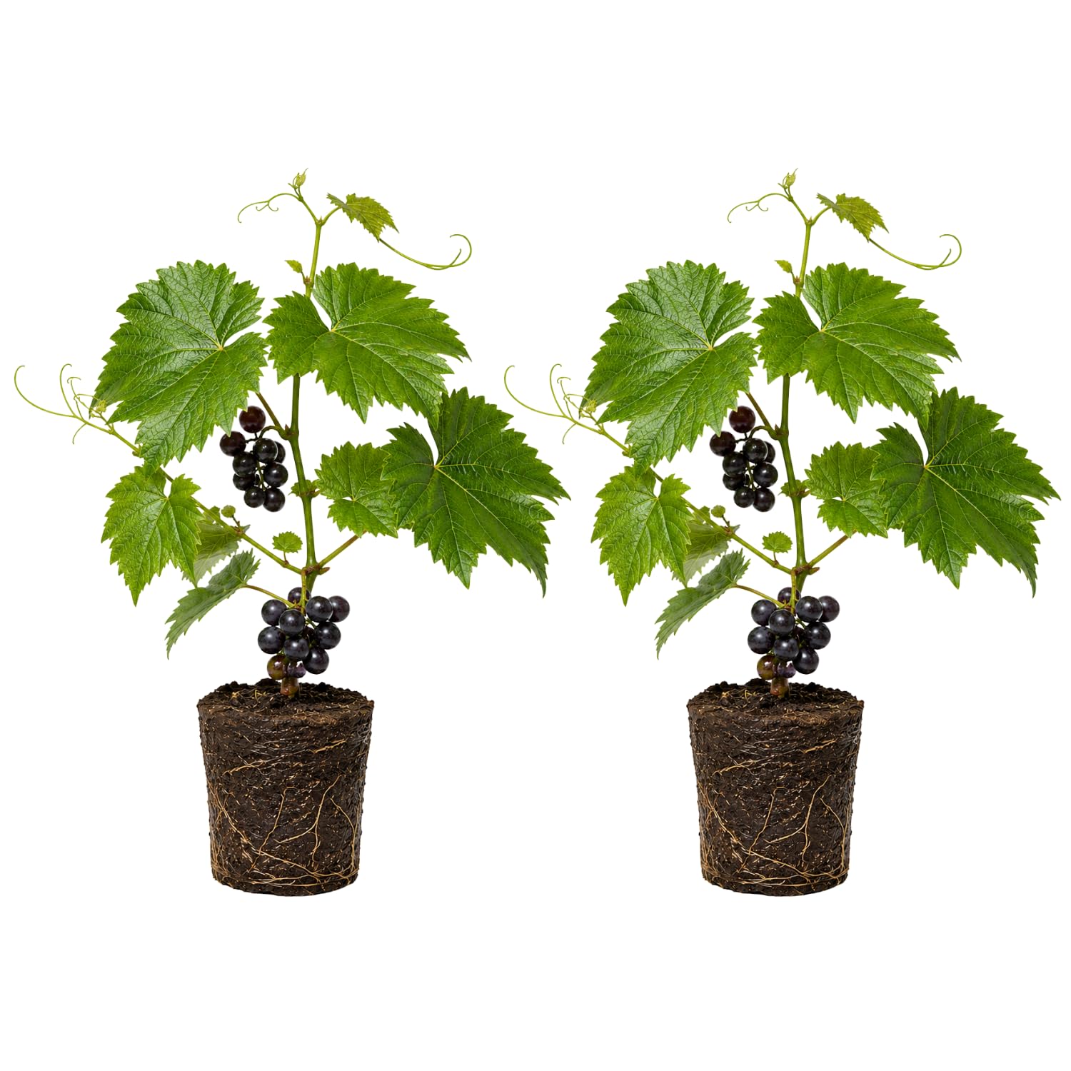 Grape Plant Live 4-7 Inches Tall, Fruit Vine Starter Plant for Garden, Patio Container, Backyard Trellis, Outdoor Growing (Dark Purple Grape)