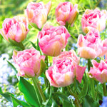 Mix Double Tulip Bulbs for Fall Planting, 20 Tulip Flower Bulbs, Large Bulbs