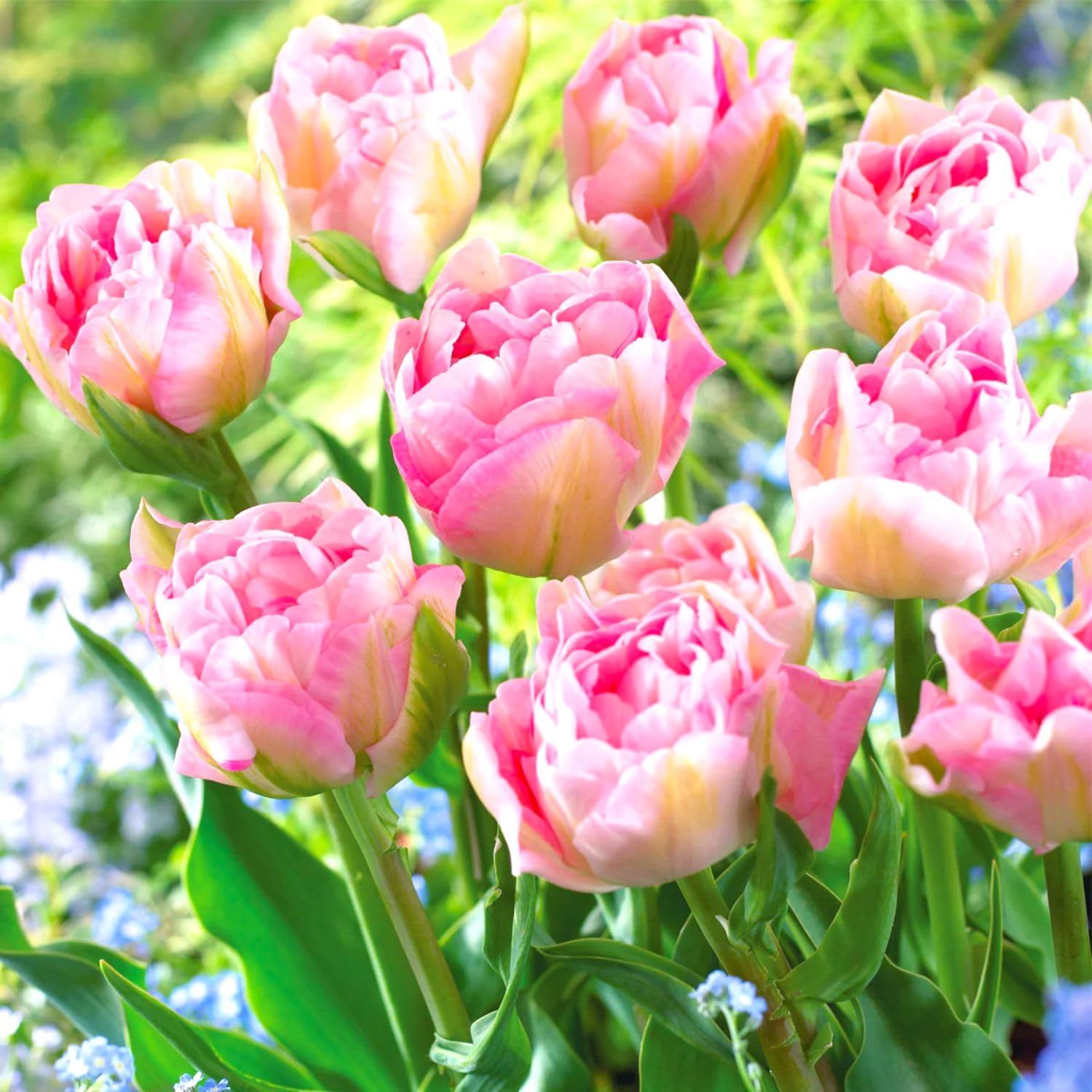 Mix Double Tulip Bulbs for Fall Planting, 20 Tulip Flower Bulbs, Large Bulbs